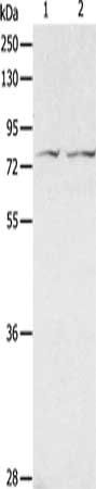 ADAM20 Antibody