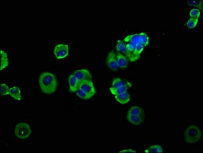 ADAM8 Antibody
