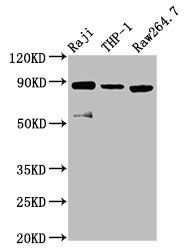 ADAM8 antibody