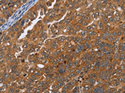 ADAMTS15 Antibody