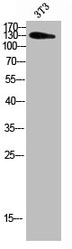 ADAMTS18 antibody