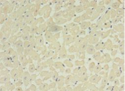 ADAMTS4 Antibody