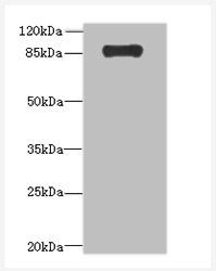 ADAMTS4 antibody