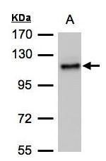 ADAMTSL2 antibody