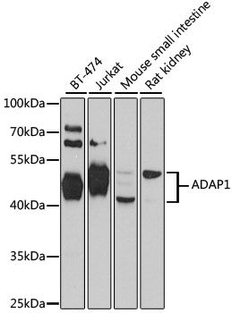 ADAP1 antibody