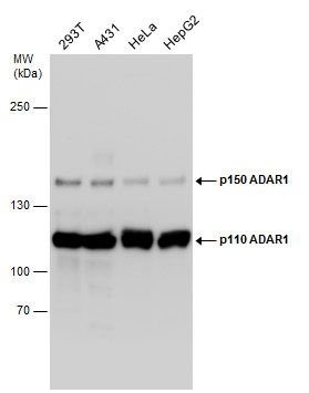 ADAR1 antibody [N3C1], Internal