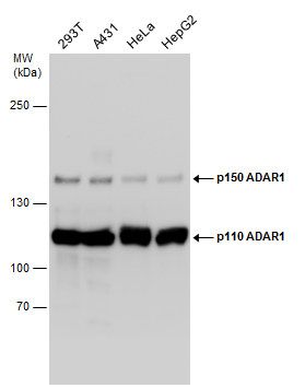 ADAR1 antibody