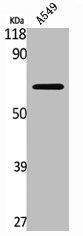 COQ8A Antibody