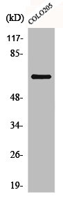 ADCK3 antibody