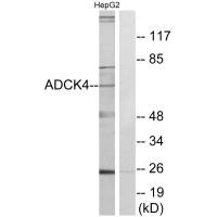 ADCK4 antibody