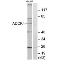 ADCK4 Antibody