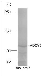 ADCY2 antibody