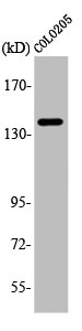 ADCY5/ADCY6 Antibody