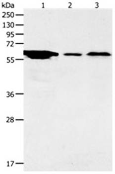 ADCYAP1R1 Antibody