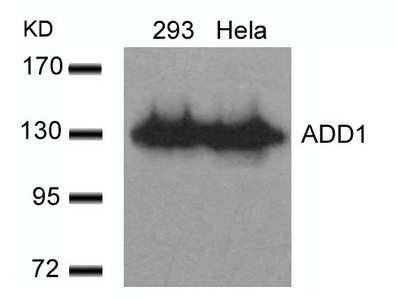 ADD1 (Ab-726) antibody