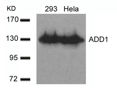 ADD1 (Ab-726) Antibody