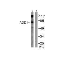 ADD1 (Ab-726) antibody