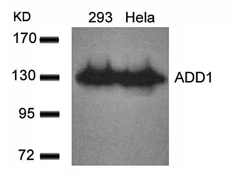 ADD1 (Ab-726) Antibody
