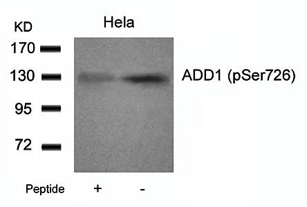 ADD1 (Phospho-Ser726) Antibody