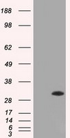 AK1 Antibody