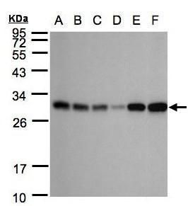 Adenylate kinase 4 antibody