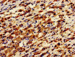 ADGRA2 Antibody
