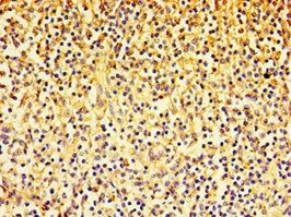 ADGRE1 antibody