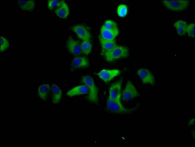 ADGRG1 Antibody