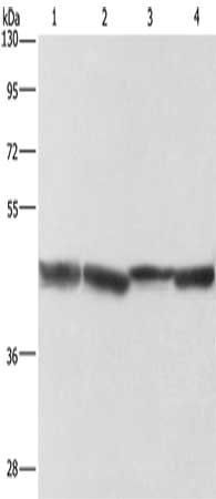 ADH1A antibody