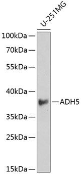ADH5 antibody