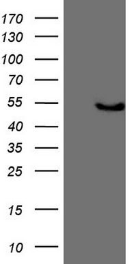 Adiponectin Antibody
