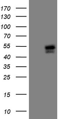 Adiponectin Antibody