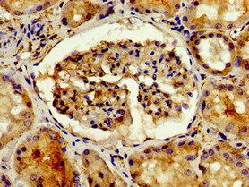 ADIPOQ Antibody