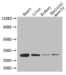 ADIPOQ Antibody