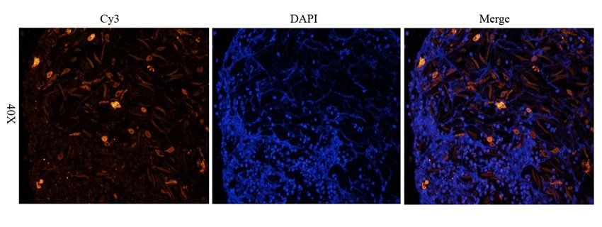 Adiponectin antibody