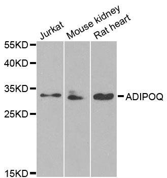 ADIPOQ antibody