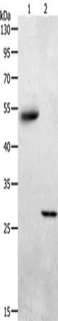 ADIPOQ Antibody