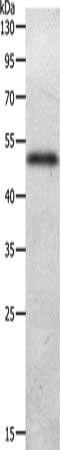 ADIPOQ Antibody