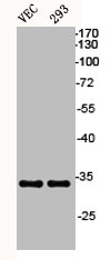 ADIPOQ Antibody