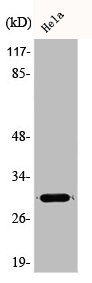 ADIPOQ Antibody