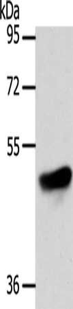 ADIPOR1 antibody