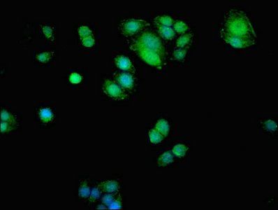 ADK Antibody