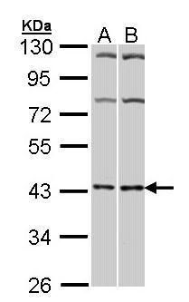 Adenosine A2a Receptor antibody [C2C3], C-term