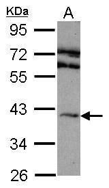 ADORA2A antibody