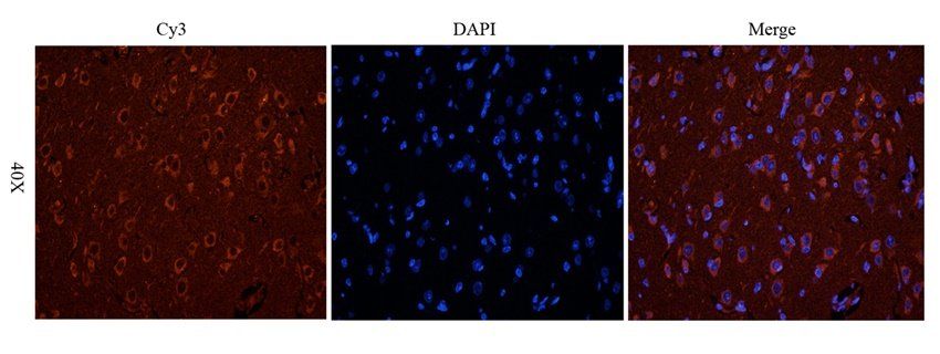 ADORA3 antibody