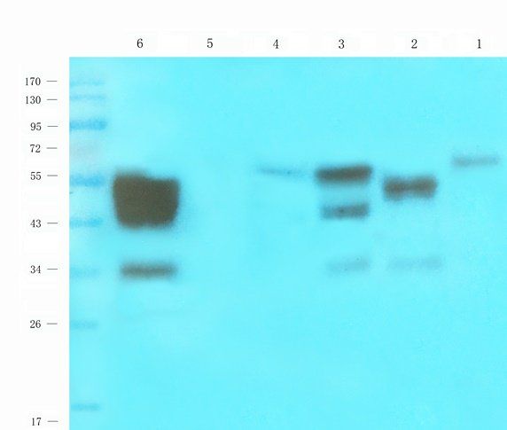 ADORA3 antibody