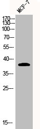 ADORA3 antibody