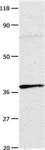 ADORA3 antibody