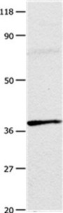 ADORA3 Antibody