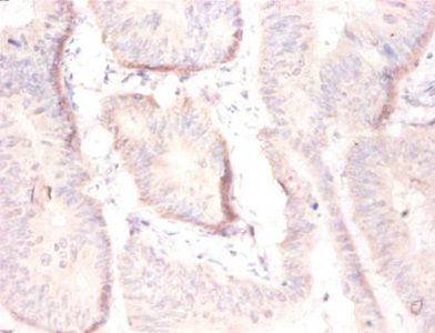ARF4 Antibody
